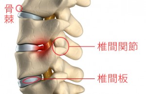 腰椎の解剖図