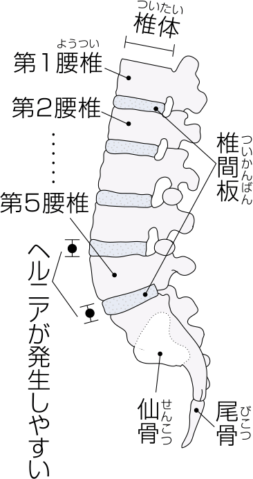 腰椎の構造